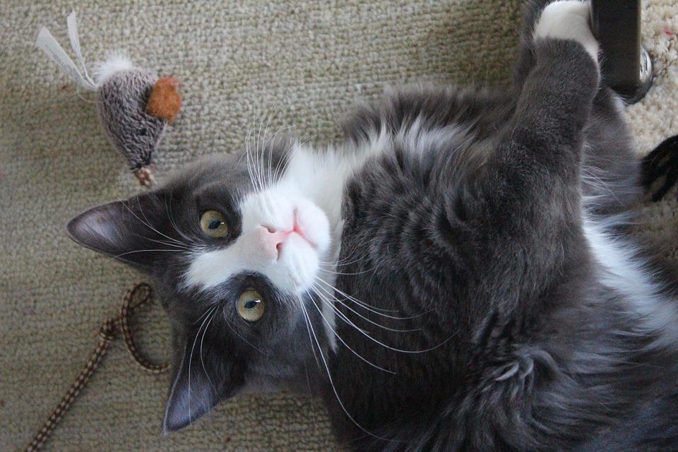 Cat playing