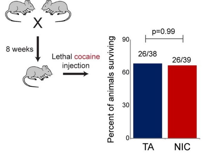 Paternal nicotine exposure protects male offspring against a range of other drugs
