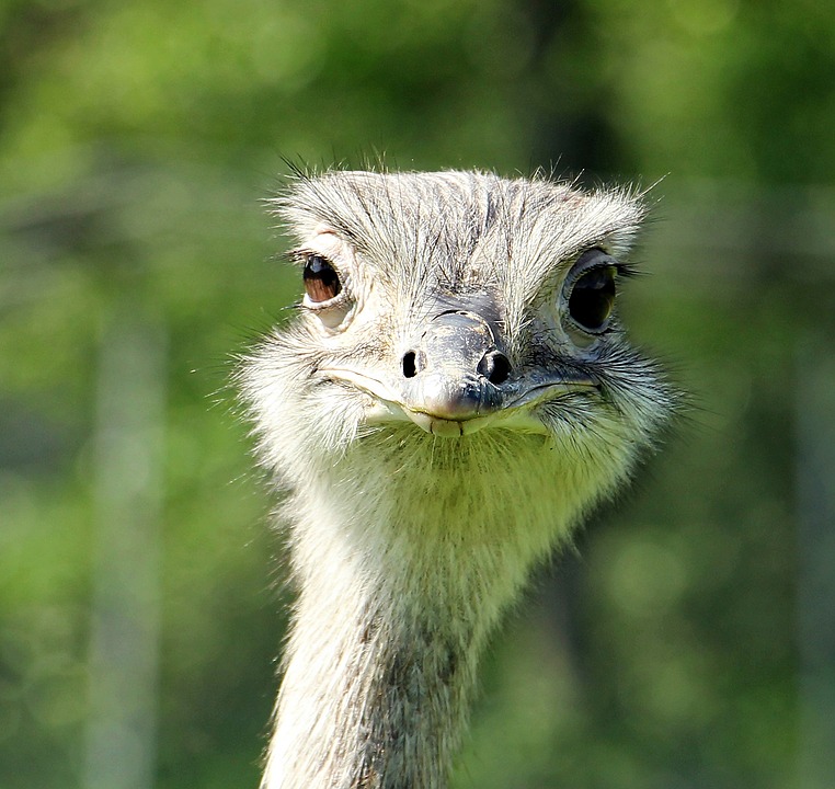 Rhea bird