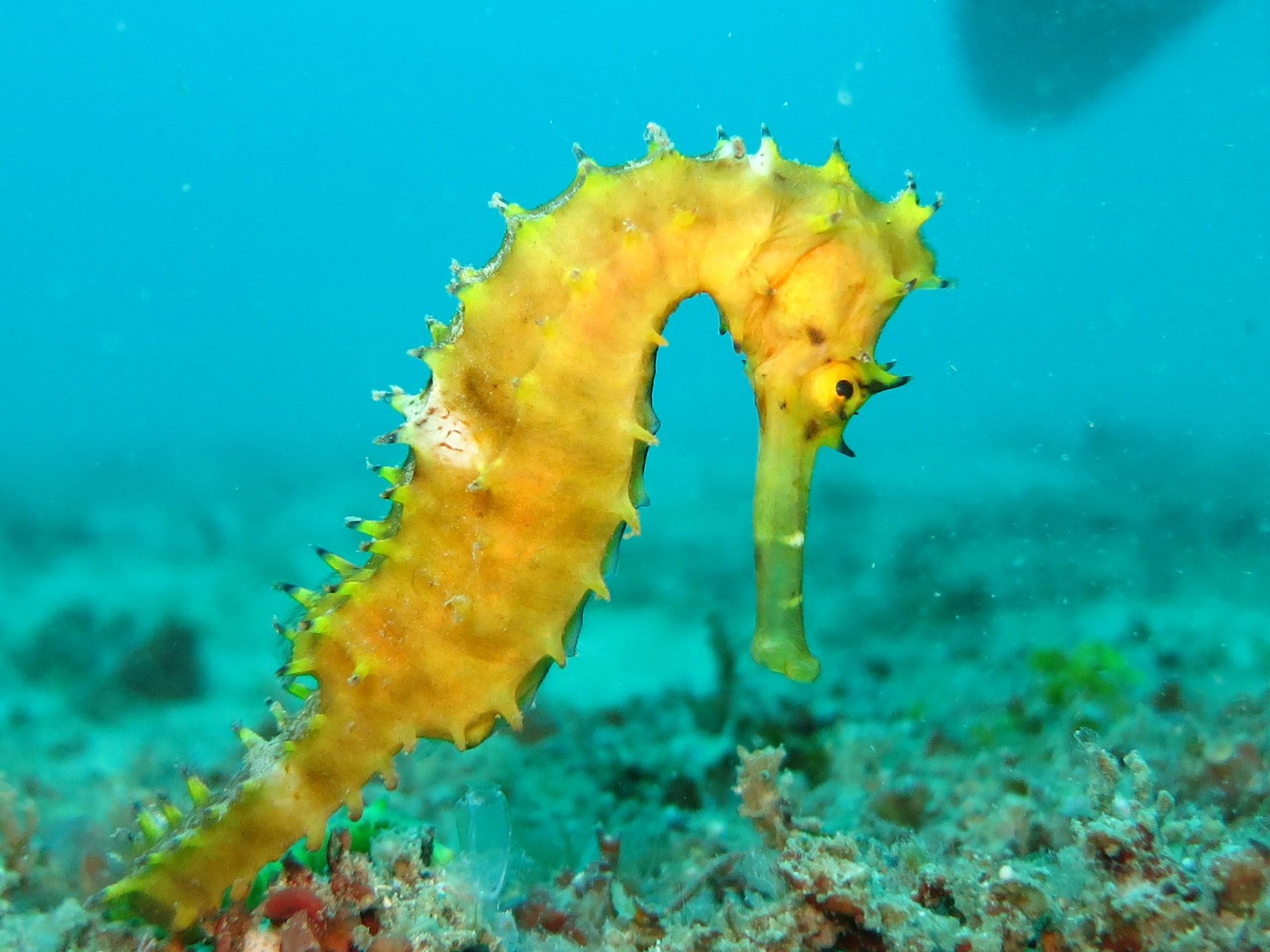 sea horse