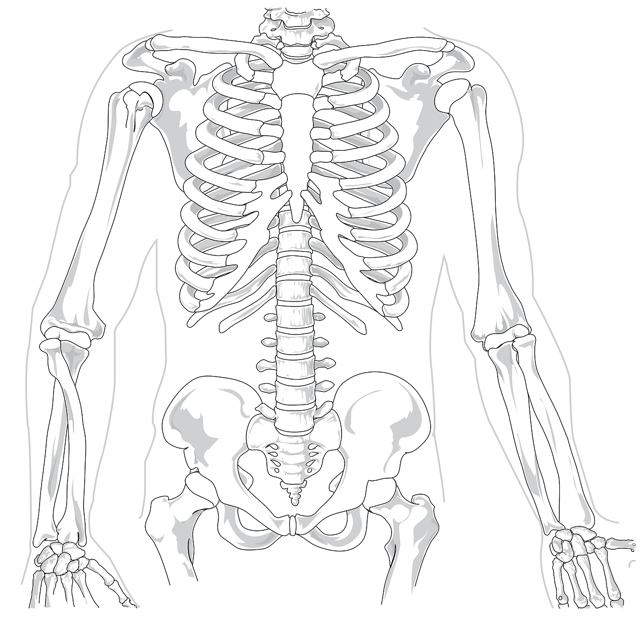skeleton