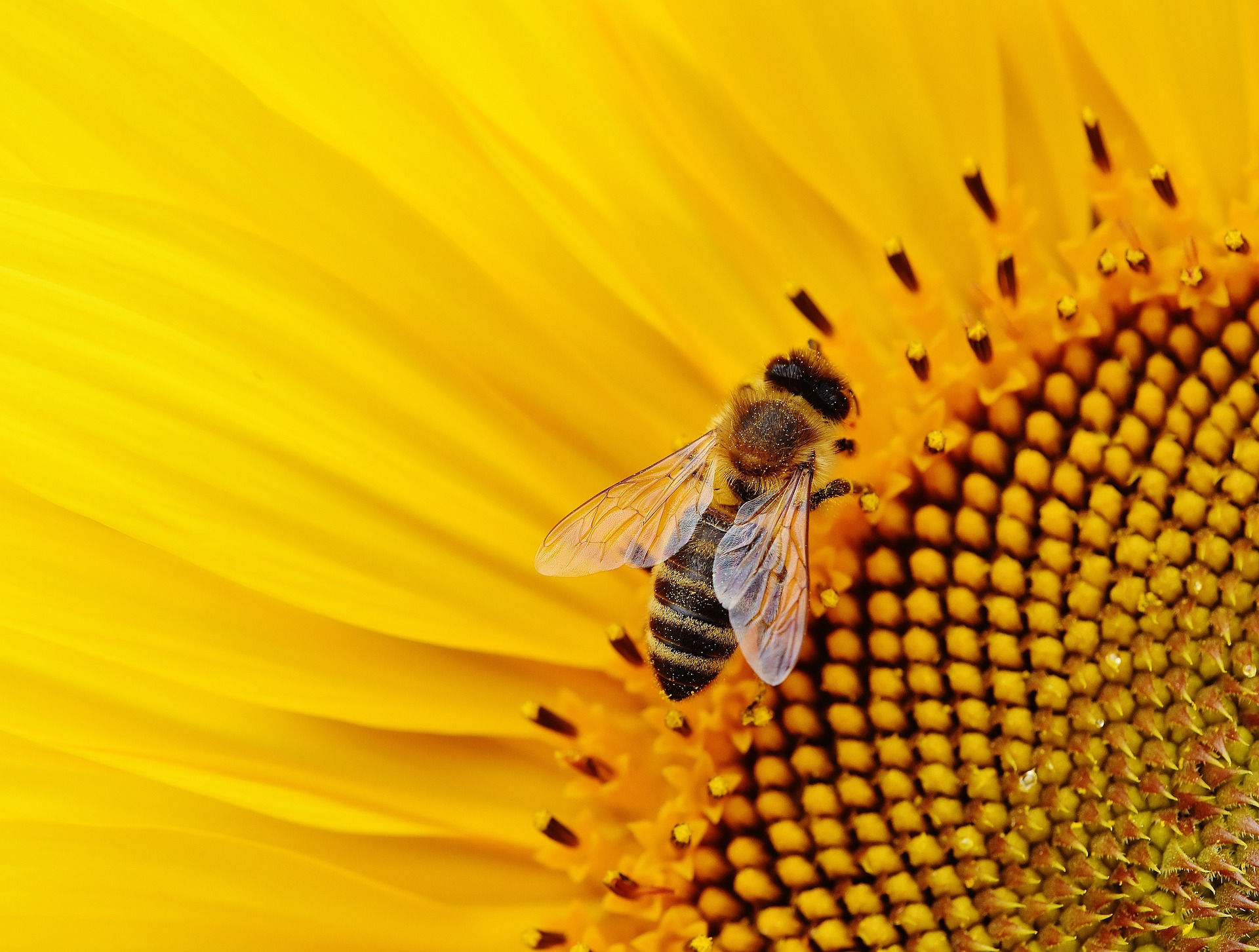 sunflower and bee