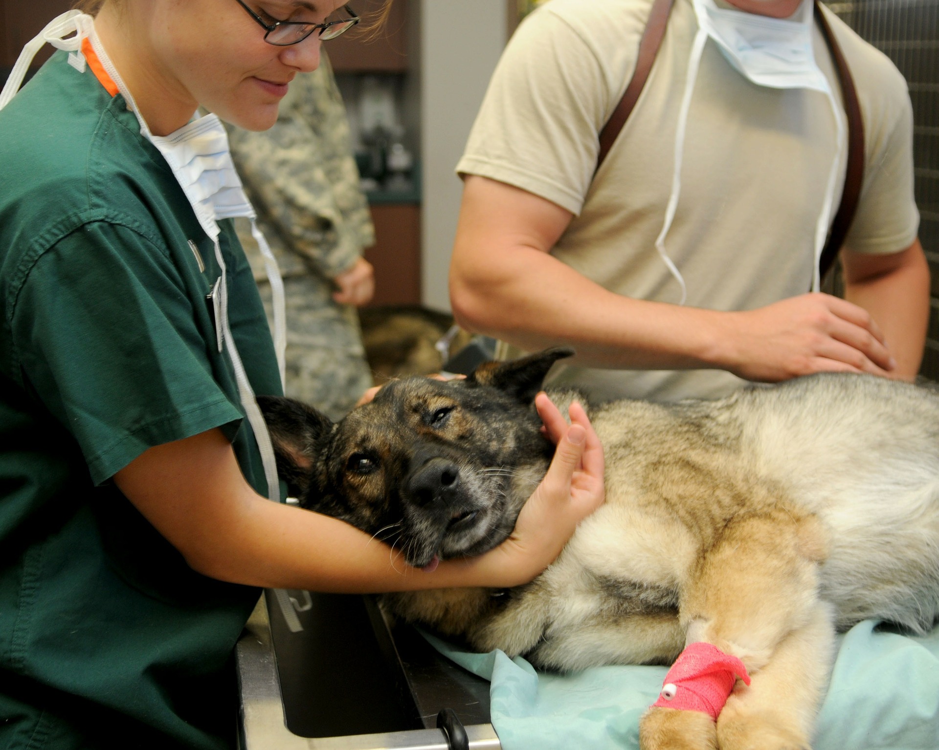 dog having a veterinary procedure
