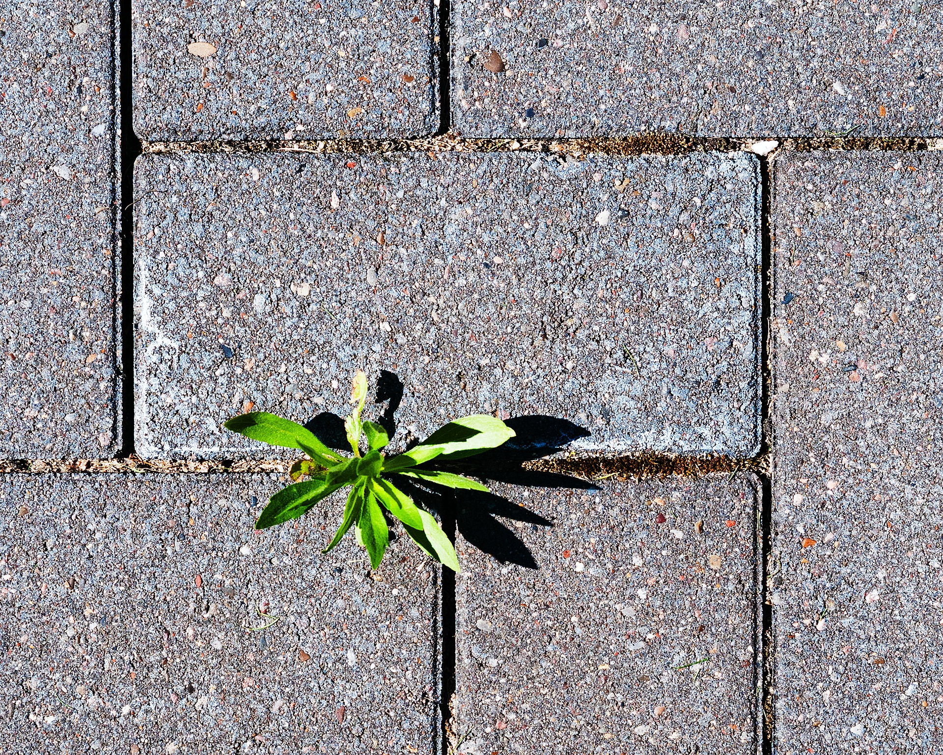 weeds