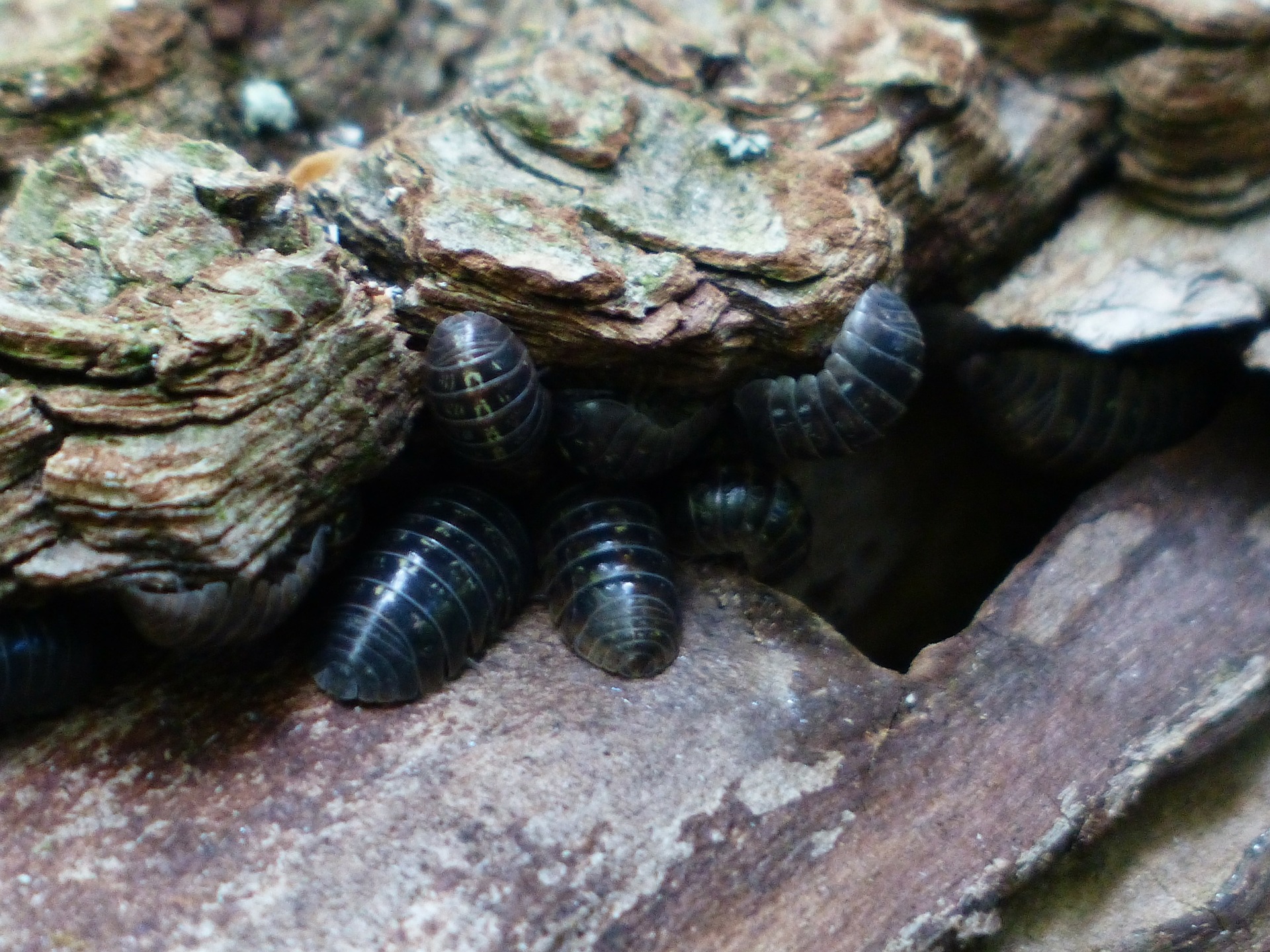 woodlice