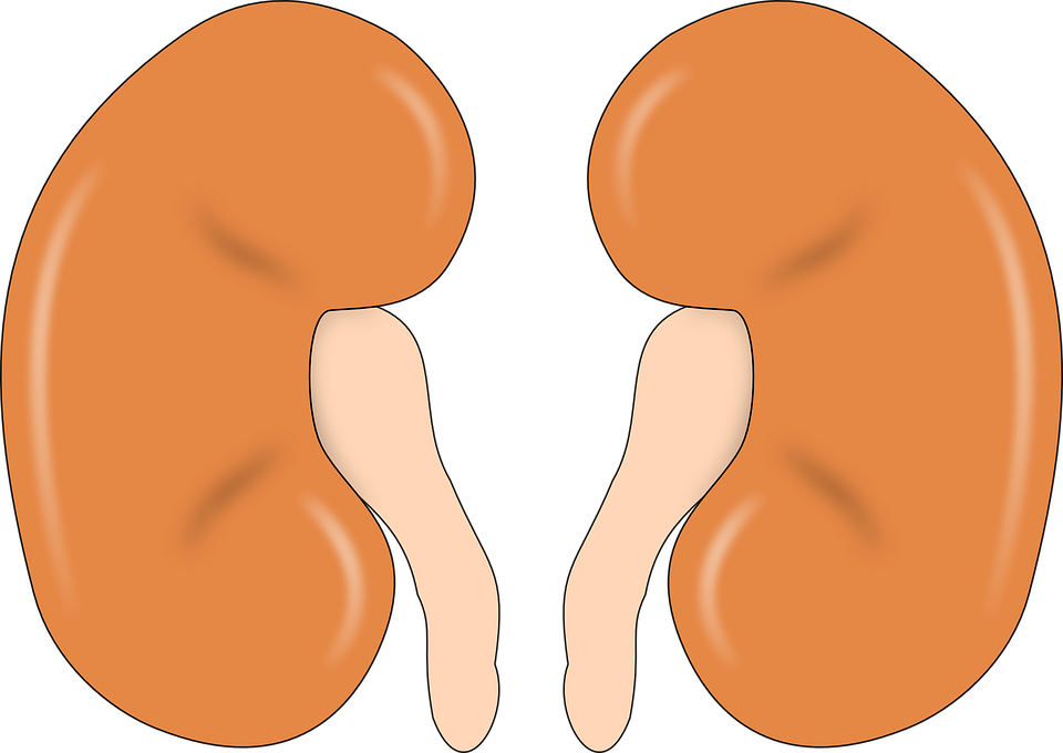 A cartoon illustration of a right and left kidney