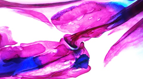 Zebrafish joints