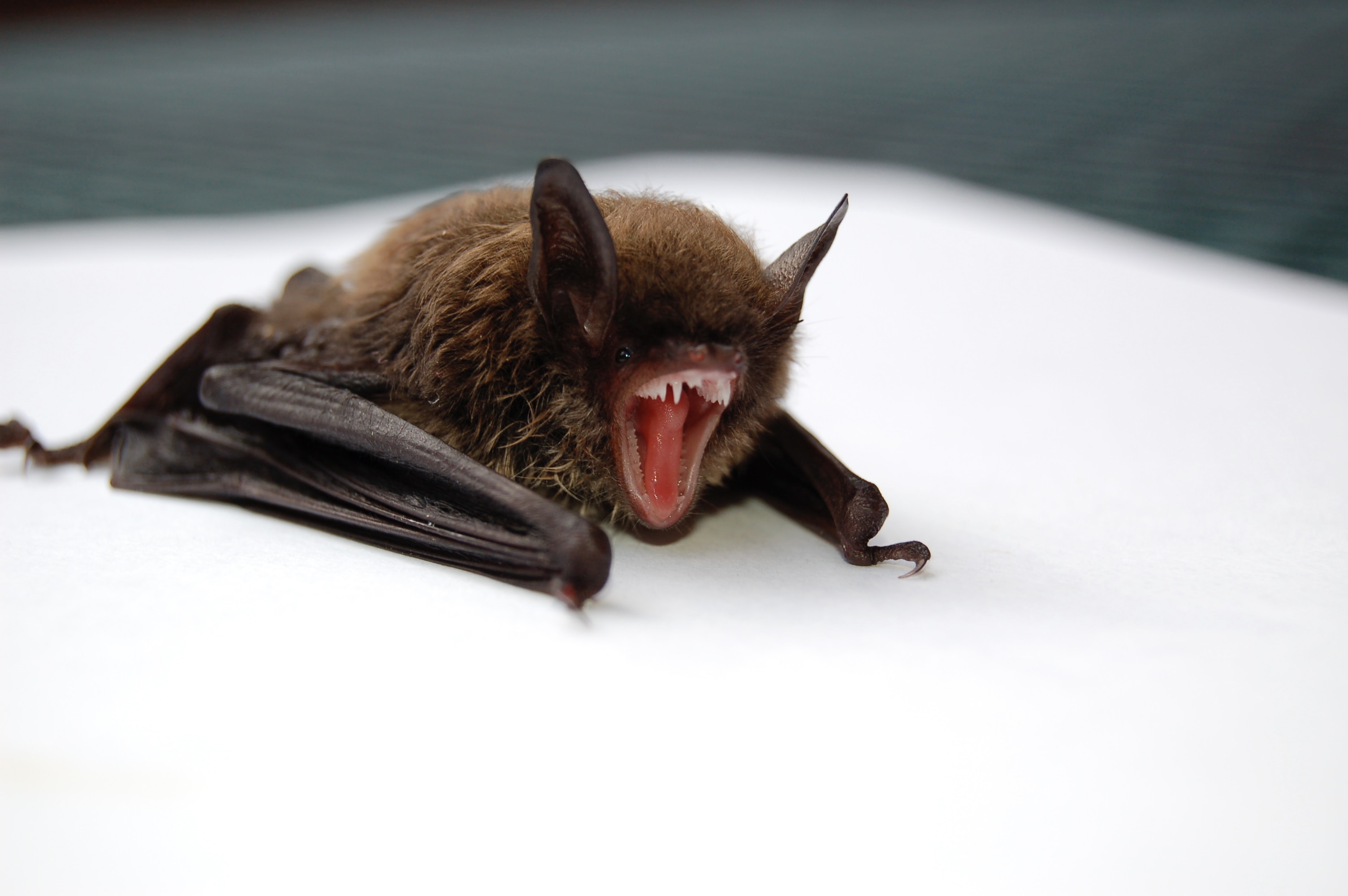 Vampire bat