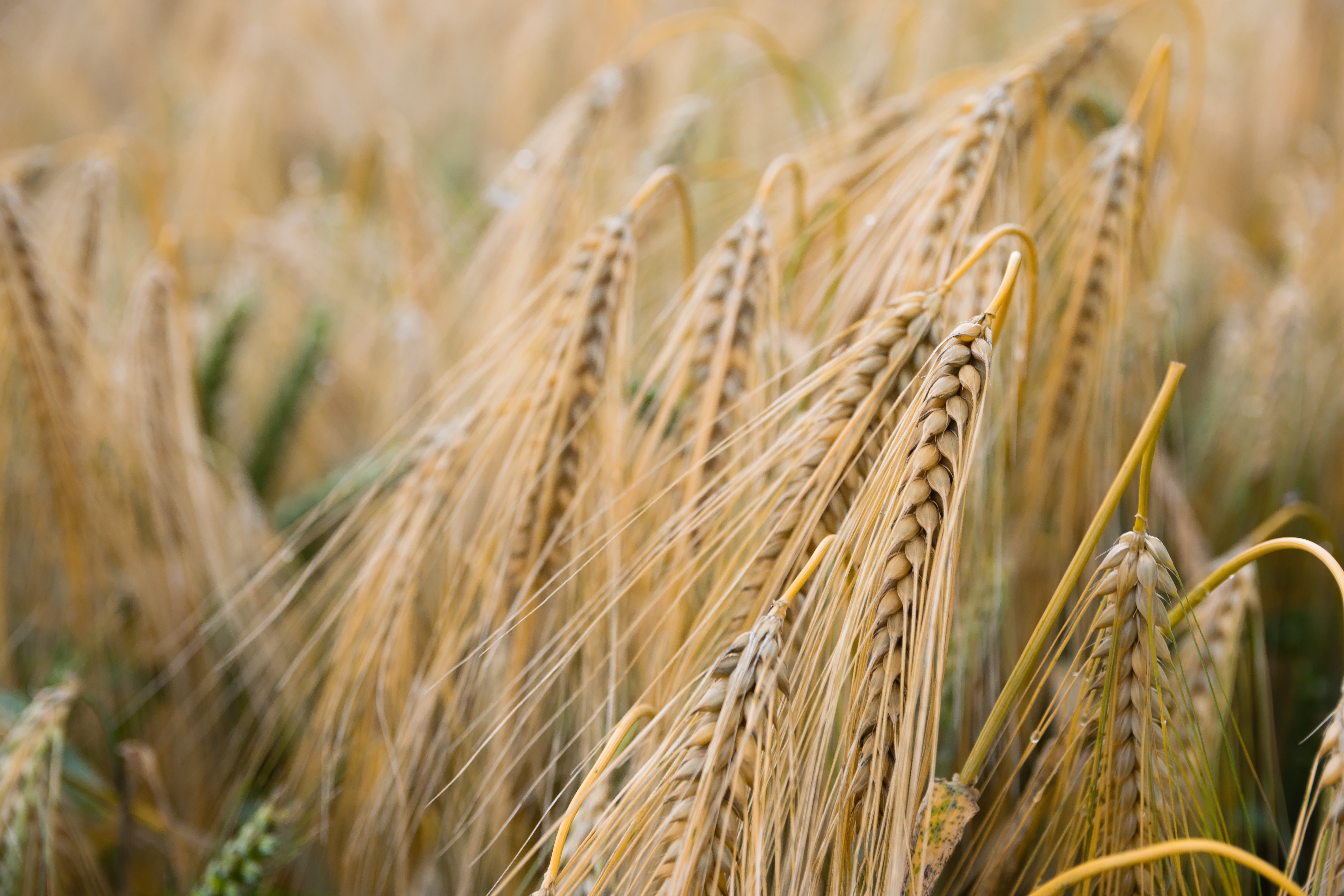 Ears of ripe barley in a field