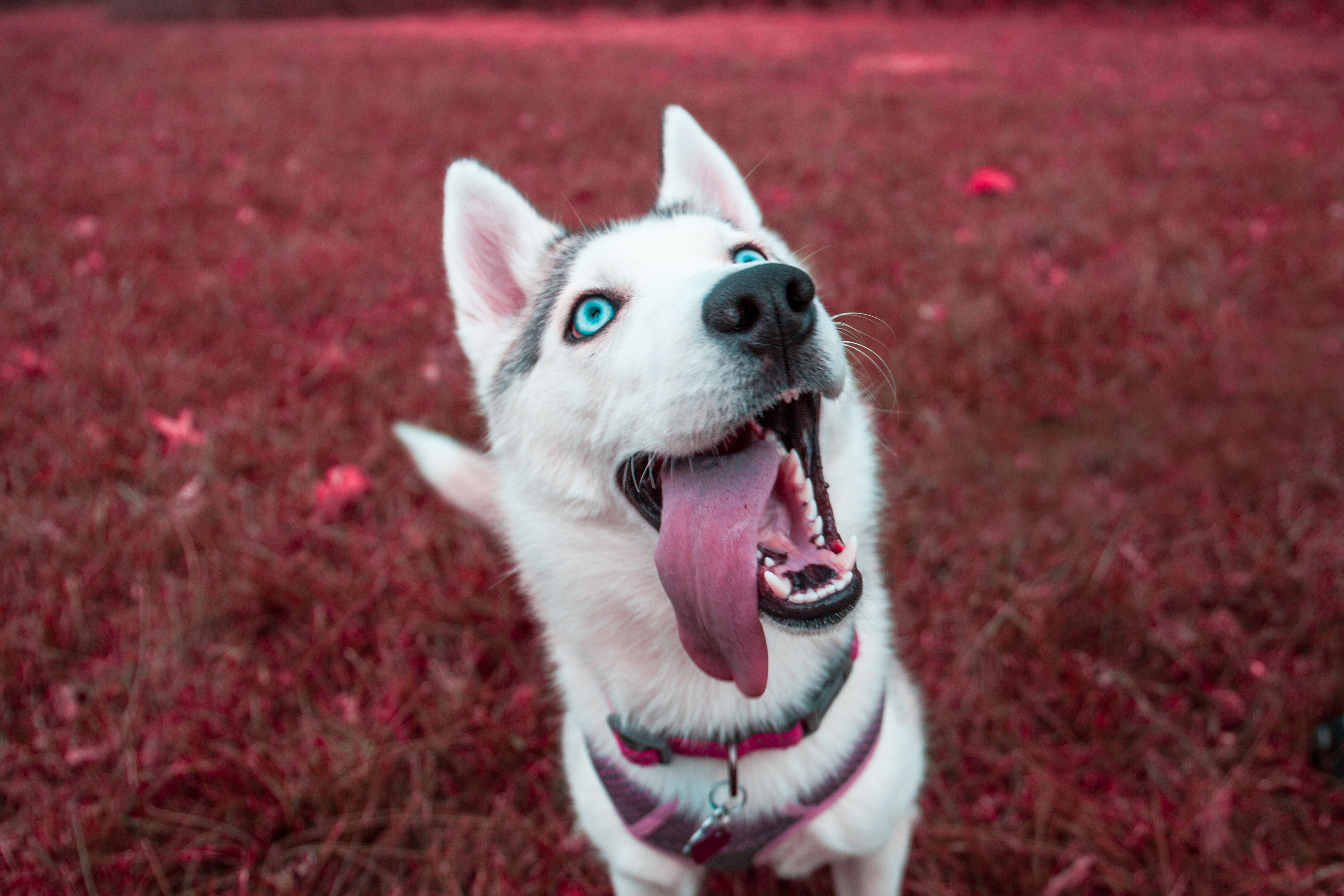 Dog in field