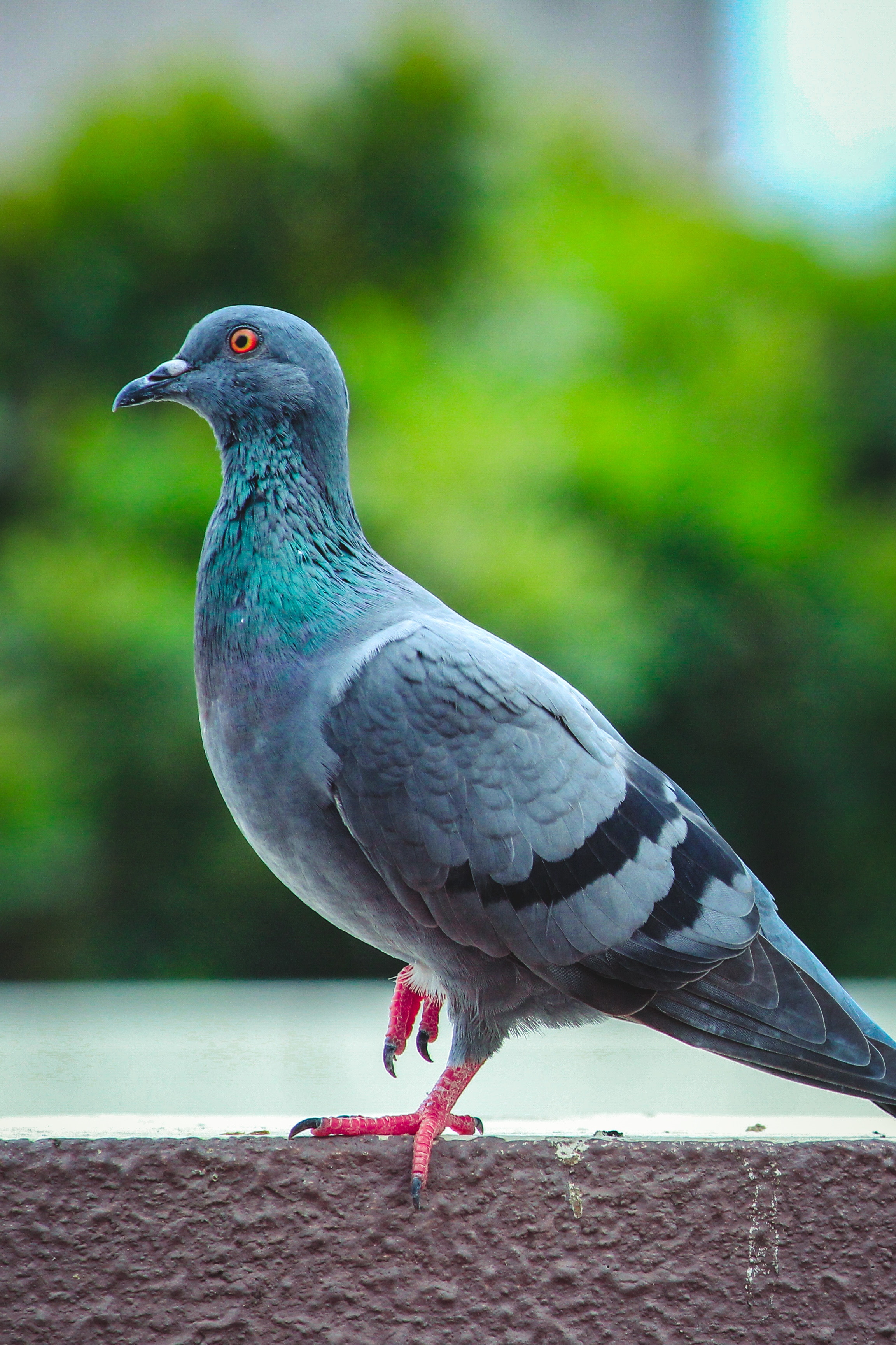 A pigeon