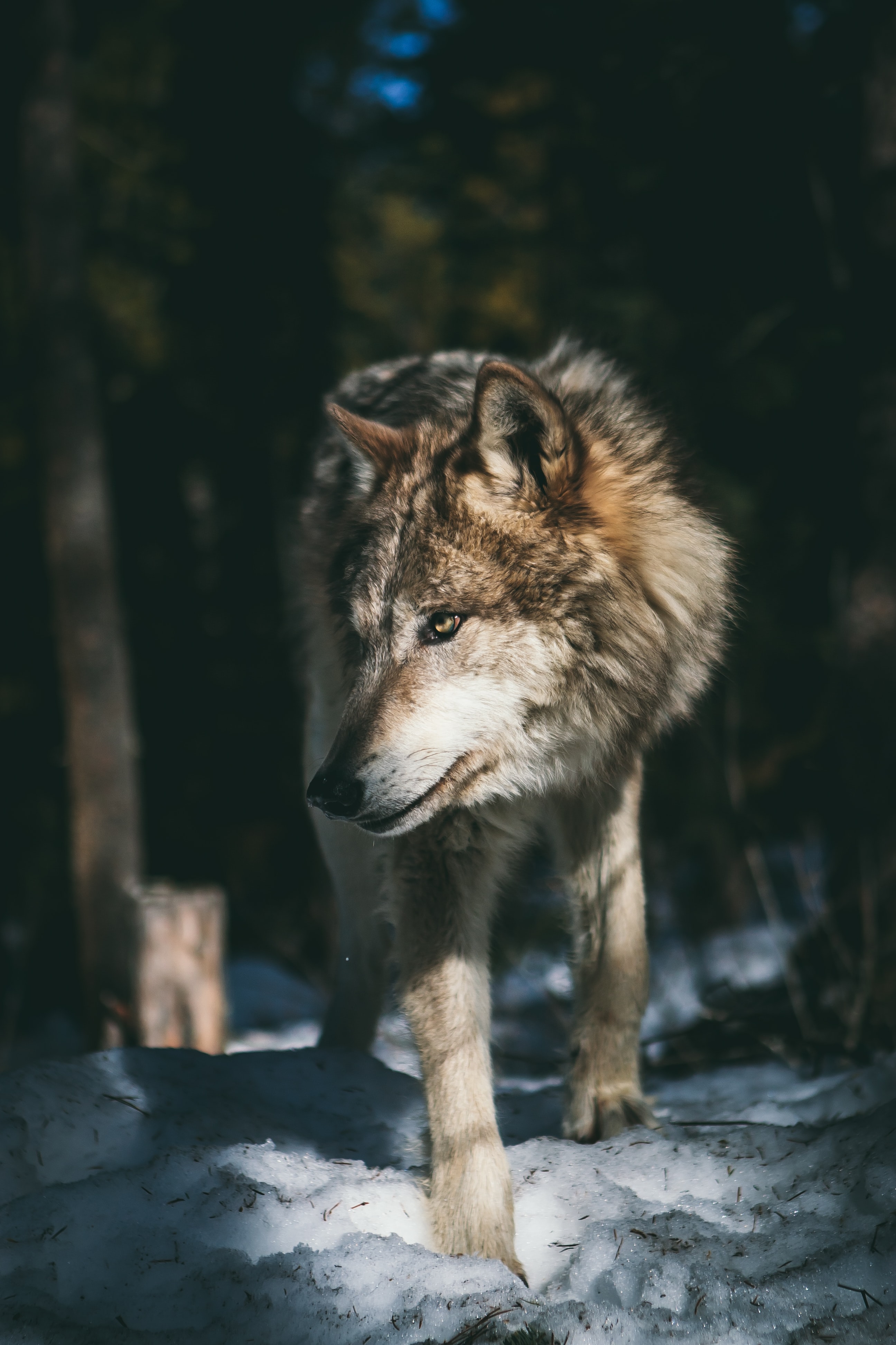 A wolf in a snowy woodland