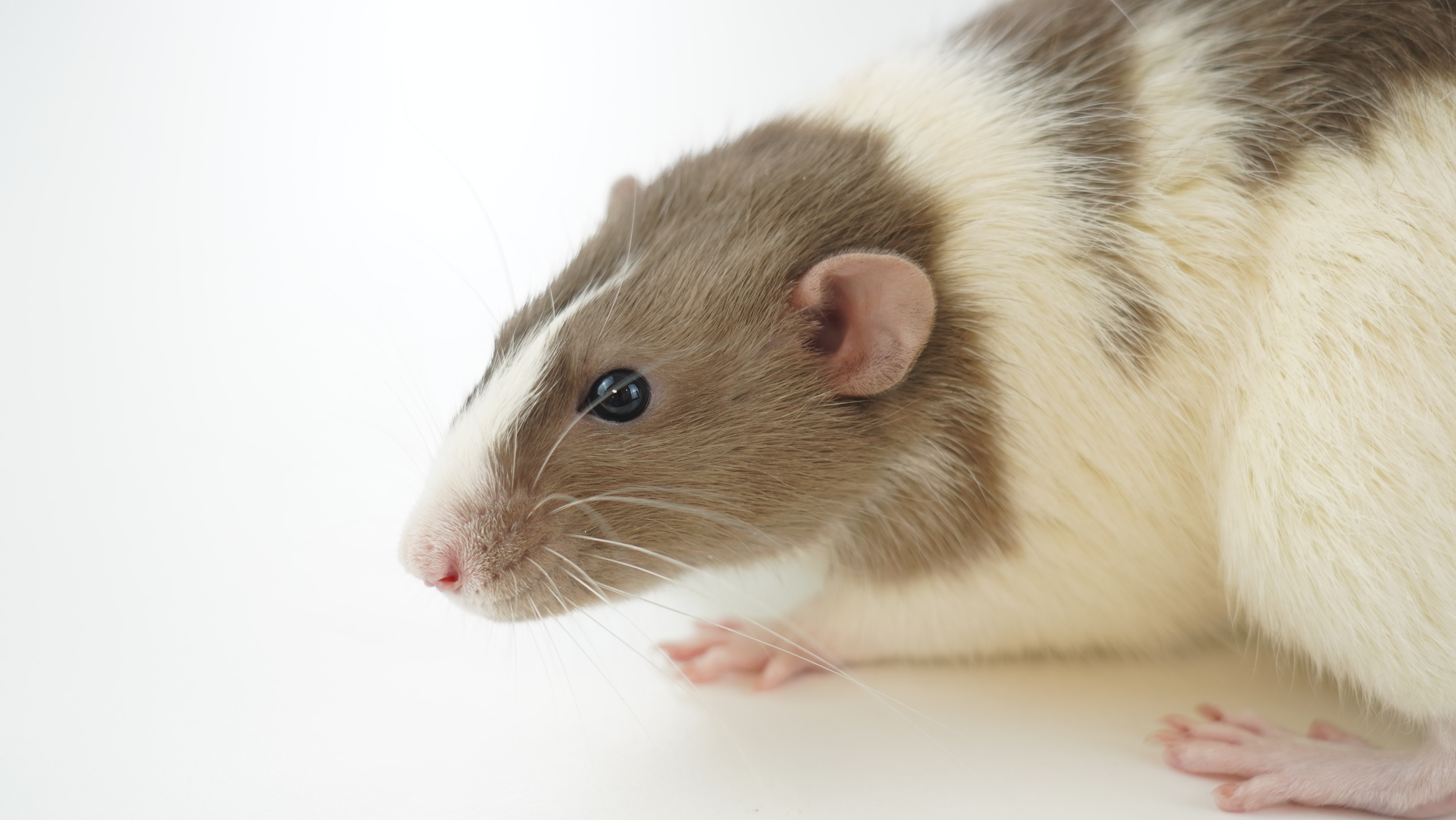 White and brown mouse on white background