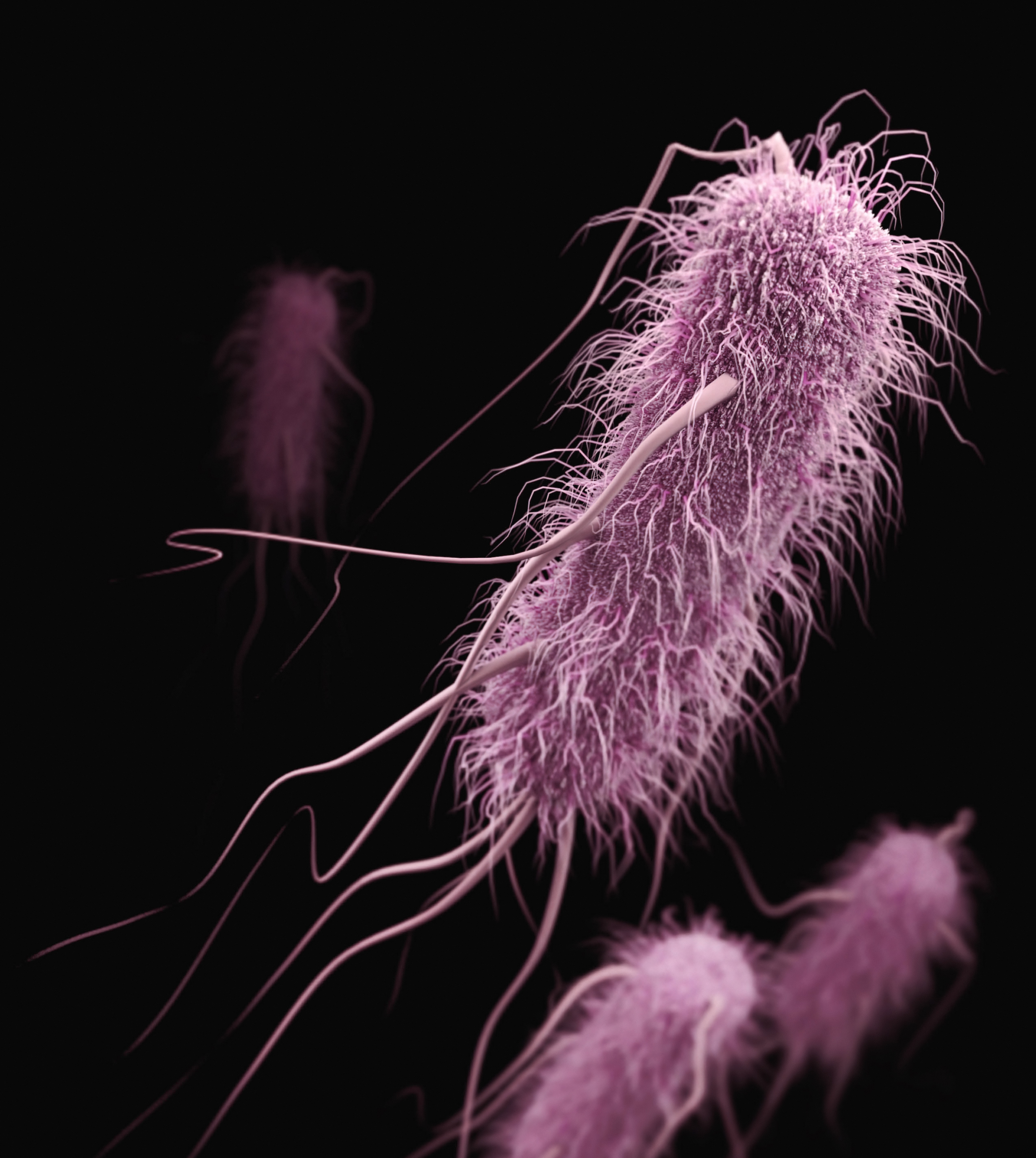 A representation of an e. coli bacteria in pink