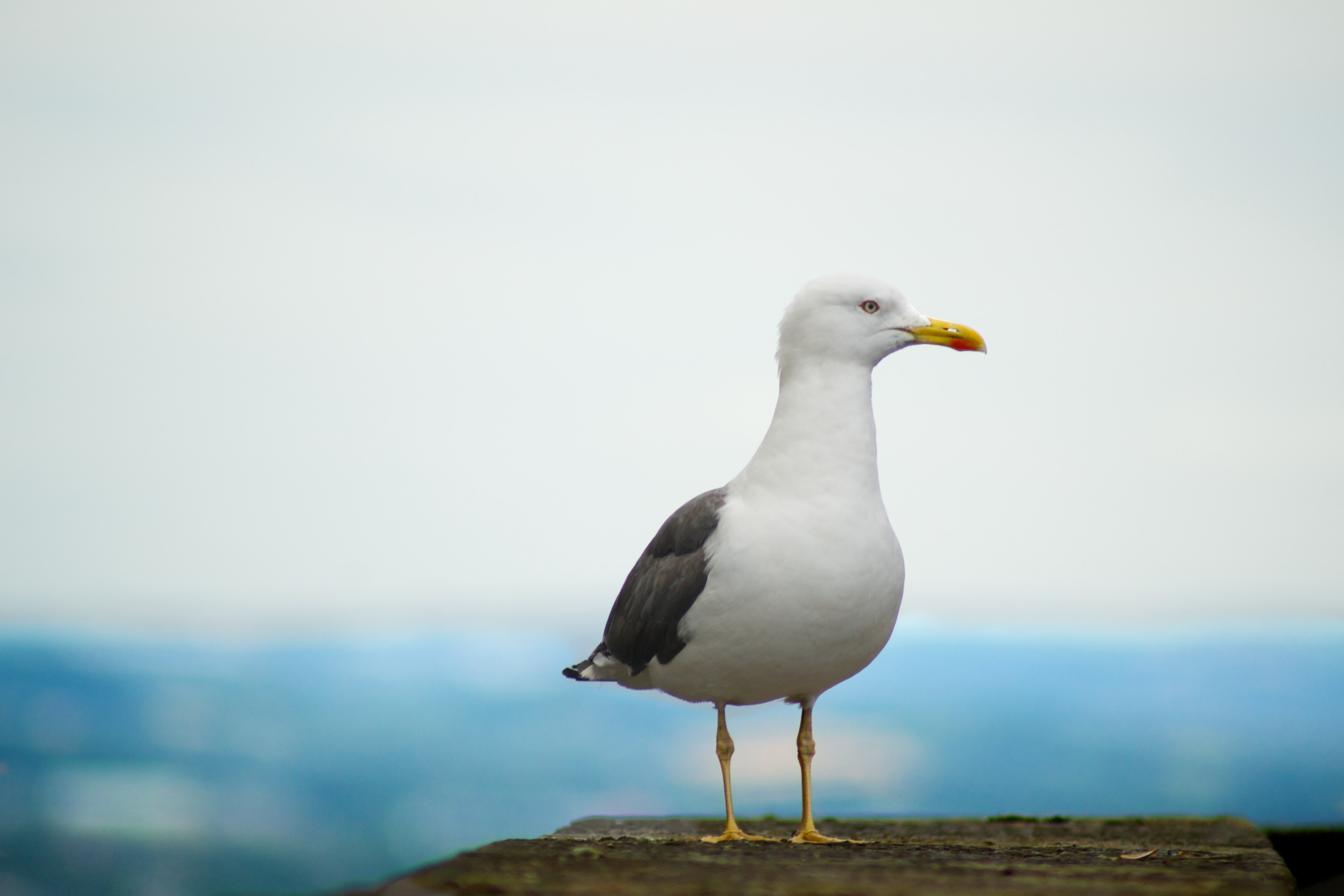 A seagull standing on a rock