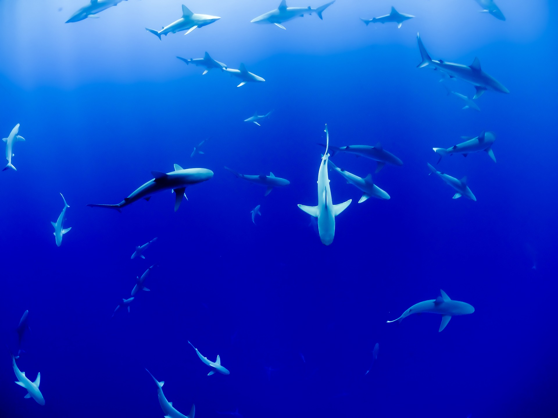 A group of sharks swimming around each other.