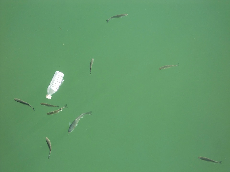 Image of plastic pollution amongst fish
