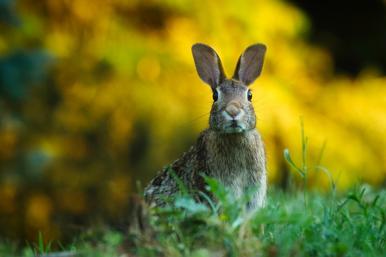 a rabbit looking alert