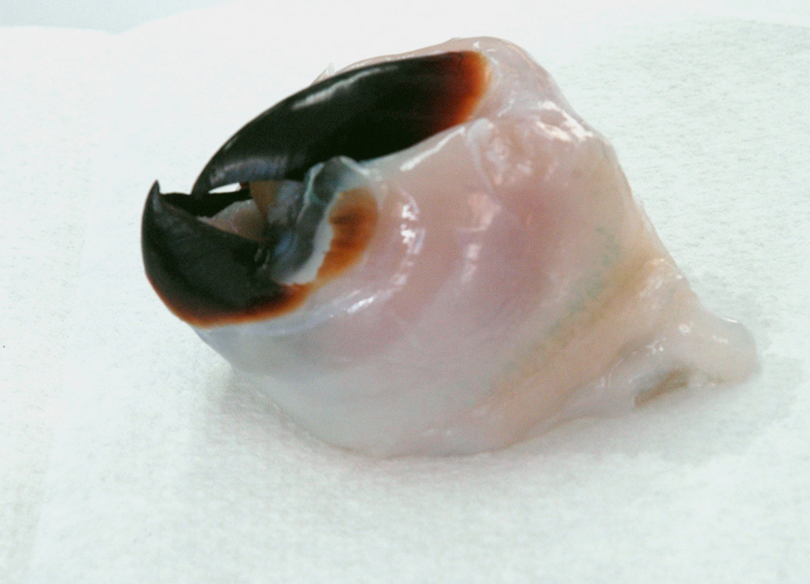 Beak of the Humboldt squid Dosidicus gigas.