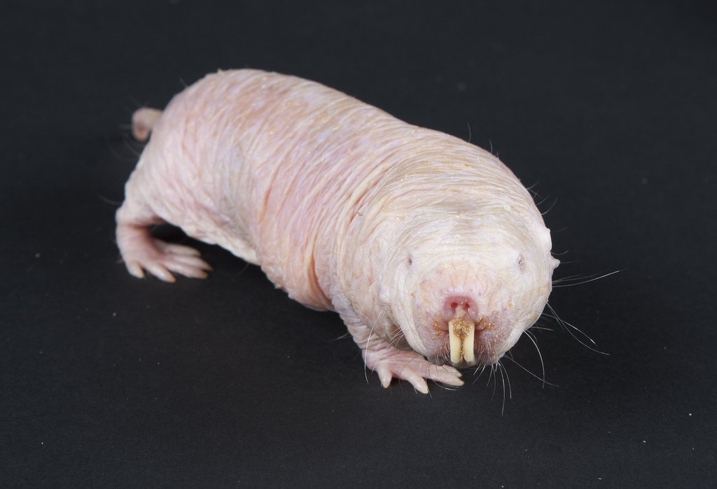 NAKED MOLE RAT