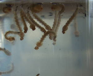 Mosquito Larvae