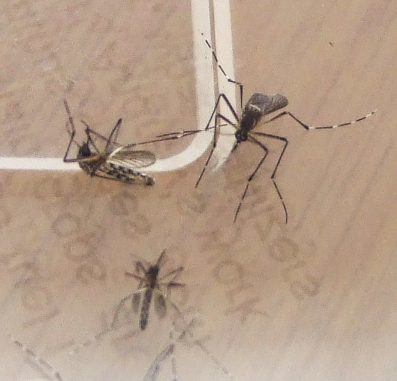 A pair of Mosquitoes
