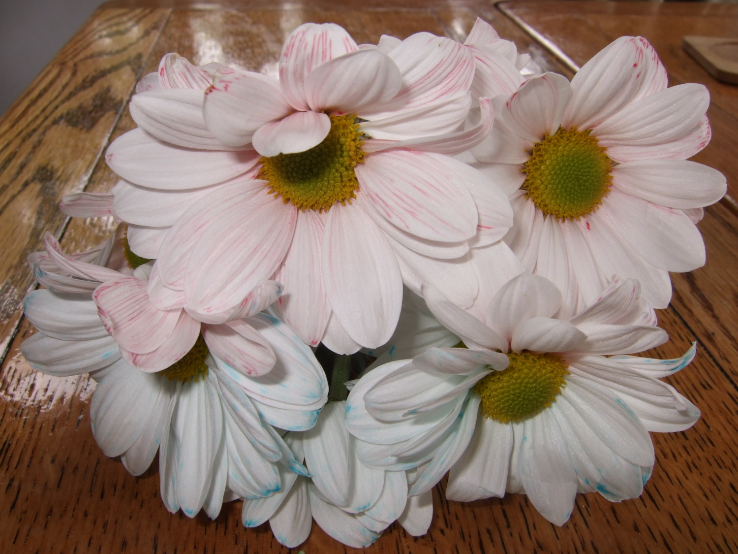 Multicoloured flowers