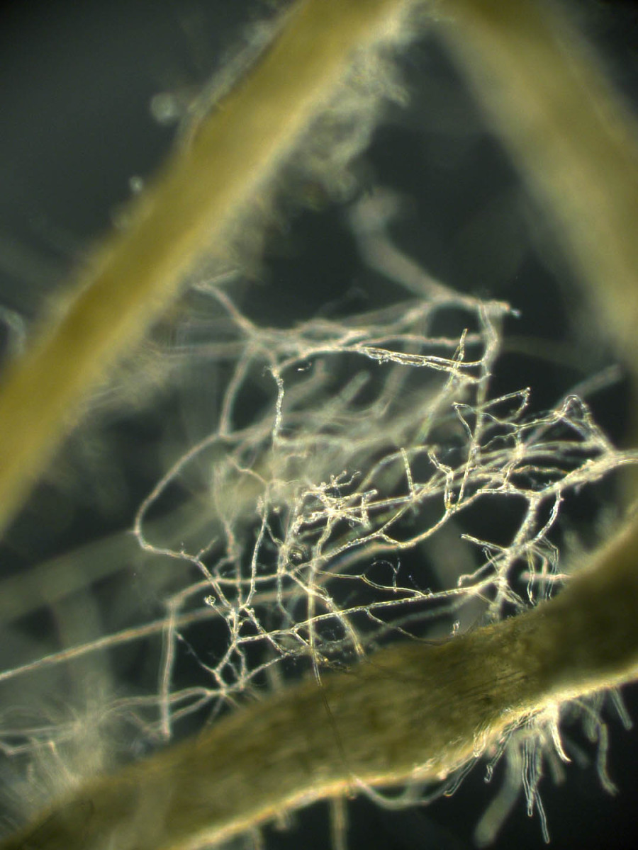 Close-up of arbuscular mycorrhizal fungi connecting roots of plant hosts. Plant and fungal partners form complex markets to trade nutrients.