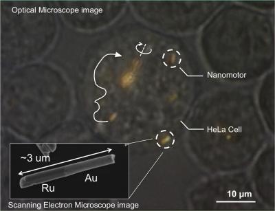  Optical microscope image of a HeLa cell containing several gold-ruthenium nanomotors. Arrows indicate the trajectories of the nanomotors, and the solid white line shows propulsion. Near the center of the image, a spindle of several nanomotors is...