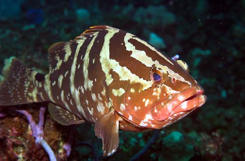 Nassau grouper