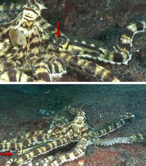 Mimic octopus and black marble jawfish