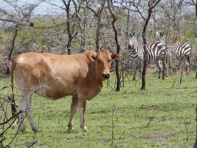 cow and zebra