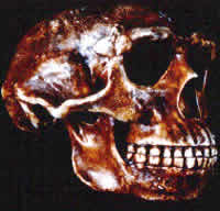 Figure 3: Driven to extinction - Neanderthals in Western Eurasia 