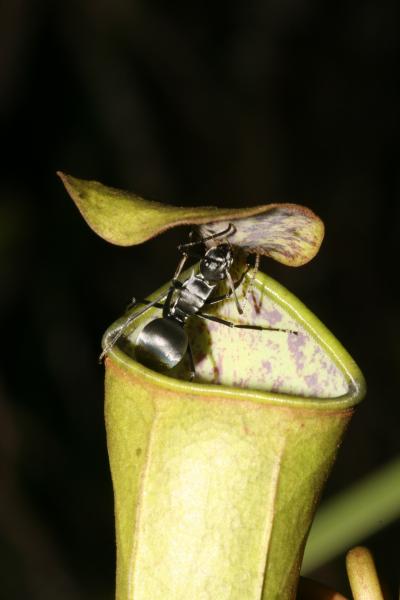 Pitcher plant and ant