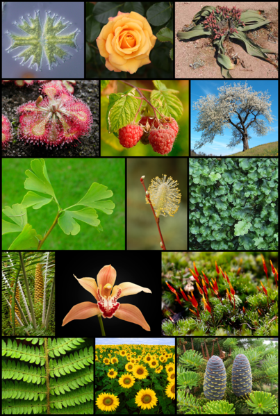 Plants
