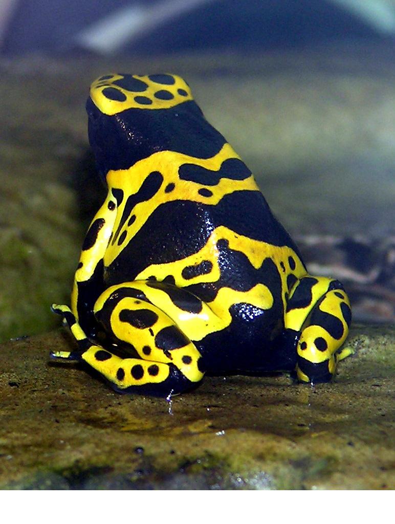 Yellow-banded Poison Dart frog Dendrobates leucomelas