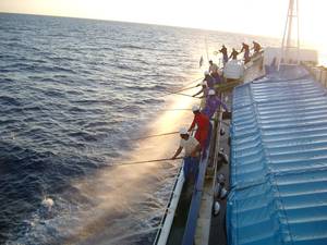 Tuna pole and line fishery
