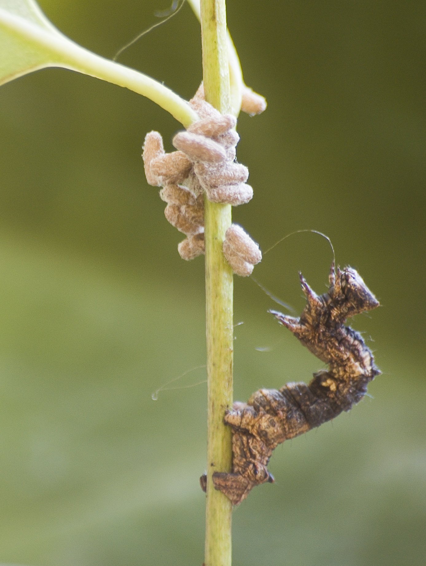 A caterpillar of the geometrid moth with pupae of the Braconid parasitoid wasp