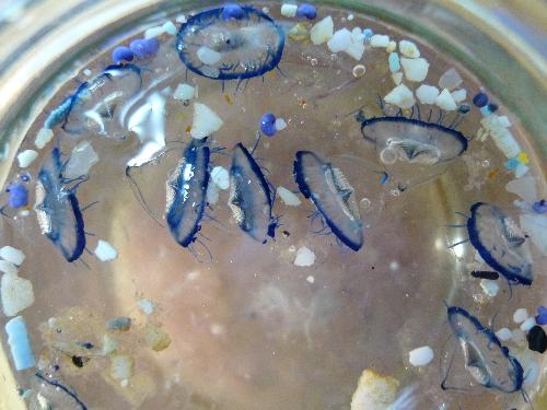 Velellas (by-the-wind-sailors) and plastic confetti in the North Pacifc Plastic Gyre