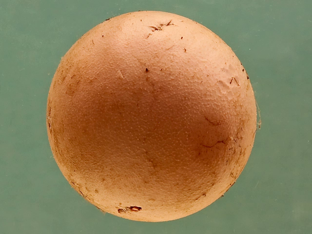 Ball thrombus