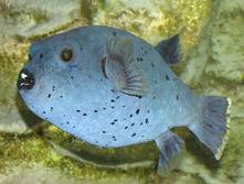 Black-spotted puffer fish, Arothron nigropunctatus