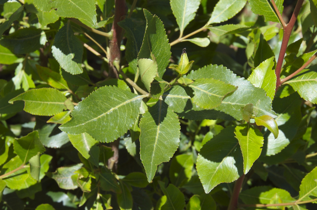 Qat cropped