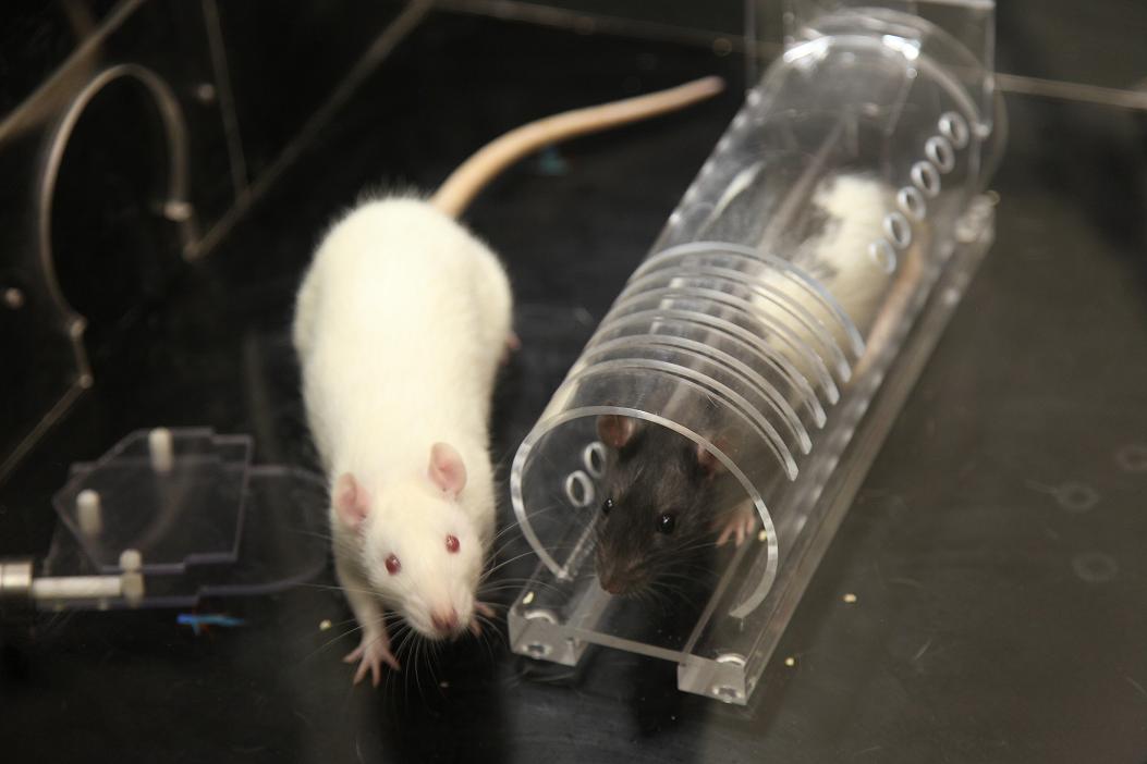 A rat will help another rat if it is familiar with that type of rat, even if it has not met the actual rat before.