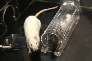 Rats help other rats escape