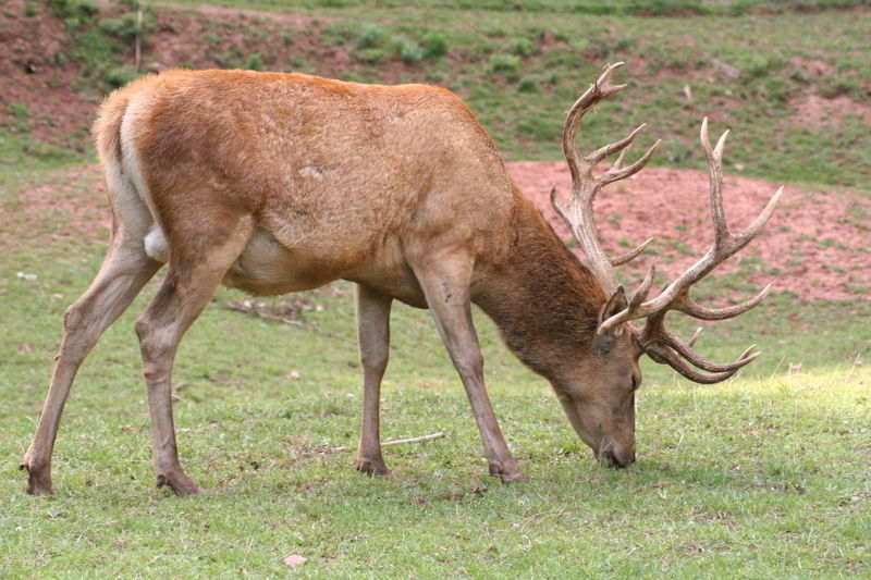 A deer