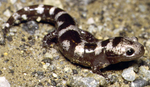 Salamander