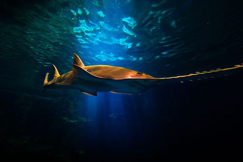 Sawfish