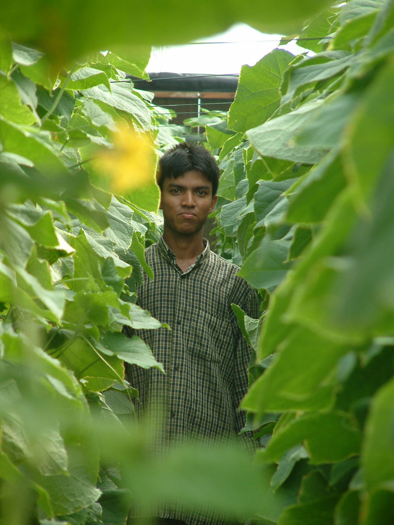 Cucumbers in seawater greenhouse in Oman