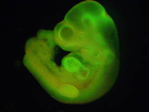 Stem cells acid shock make foetus