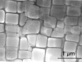 The microstructure of a superalloy